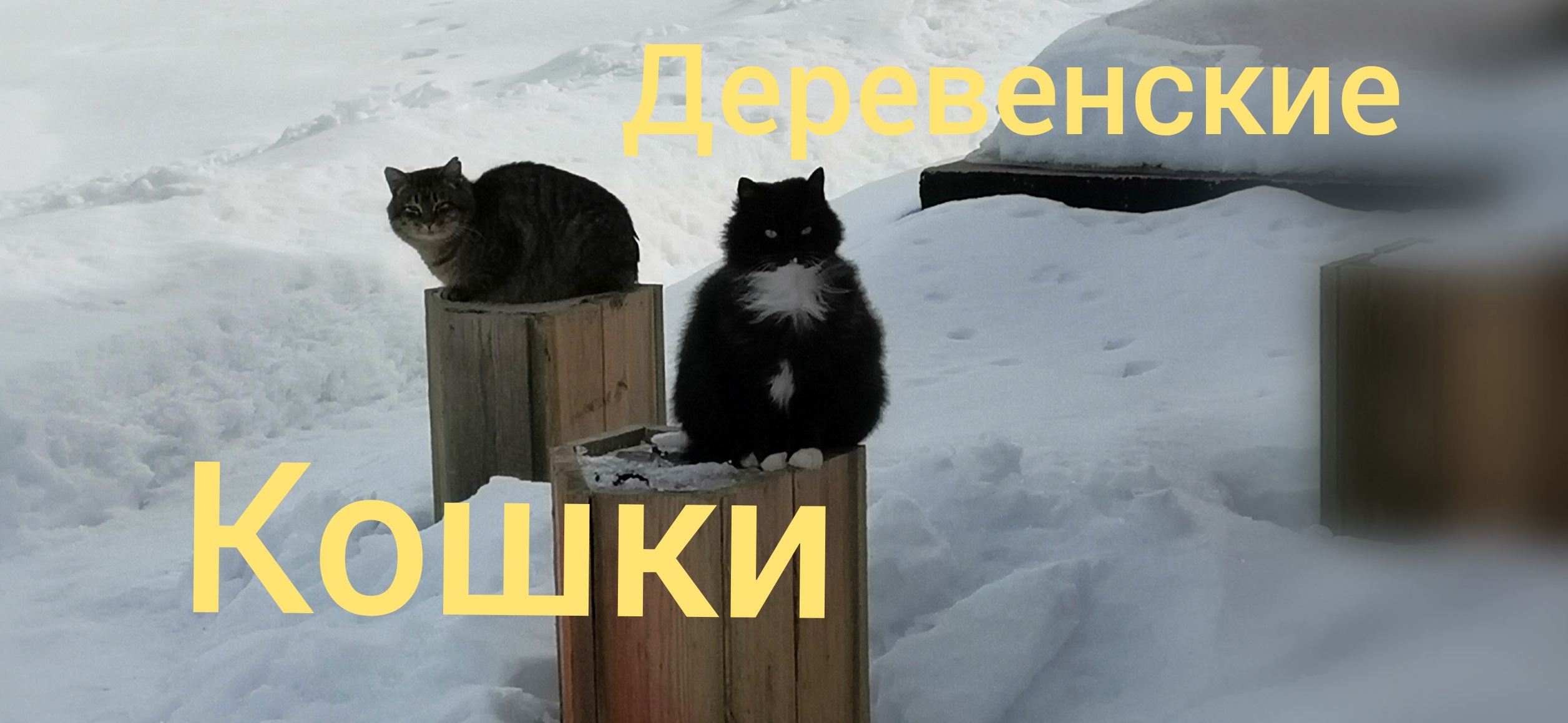 Деревенские кошки / Дачные котики смотреть онлайн