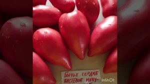 Бычье сердце минусинское кистевое . Обзор .