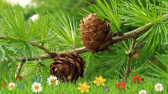 Лиственница европейская ? Обзор: посадка и уход. саженцы, крупномеры: описание и особенности смотреть онлайн