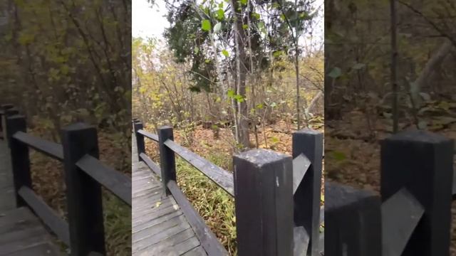 Заповедник "Брянский лес" смотреть онлайн