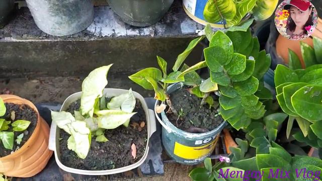 Repotting caladium 🌱# while tour sa mini halamanan #Mengay Mix Vlog смотреть онлайн