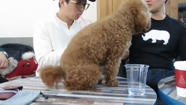 #VLOG супер покупка в секонд хенд, утепляемся, кафе с собаками, гости)