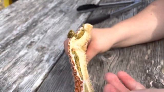 Eating a STARFISH….. (catch and cook) смотреть онлайн