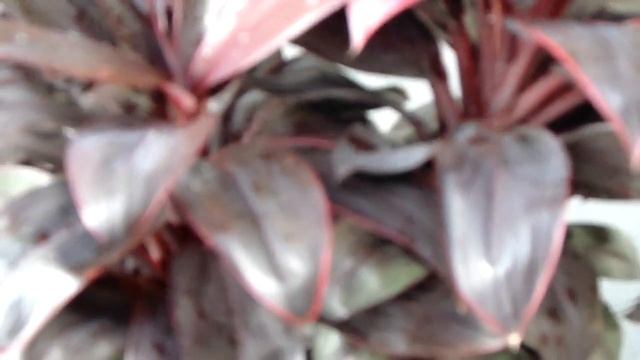 Wide Leaf Cordyline Fruticosa - Compacta Cordyline смотреть онлайн