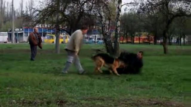 Работа собак смотреть онлайн