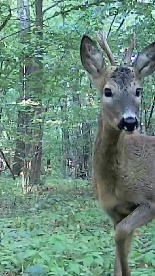 Косуля испугалась смотреть онлайн