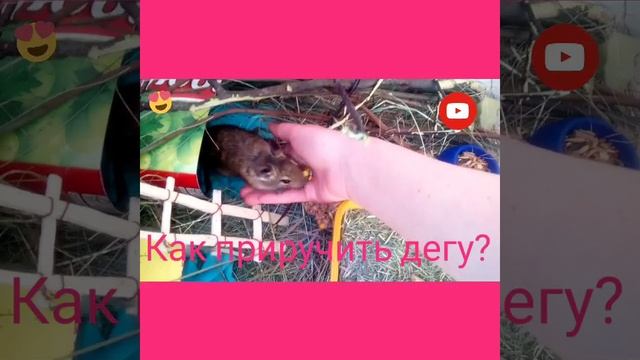 Как приручить Дегу? смотреть онлайн