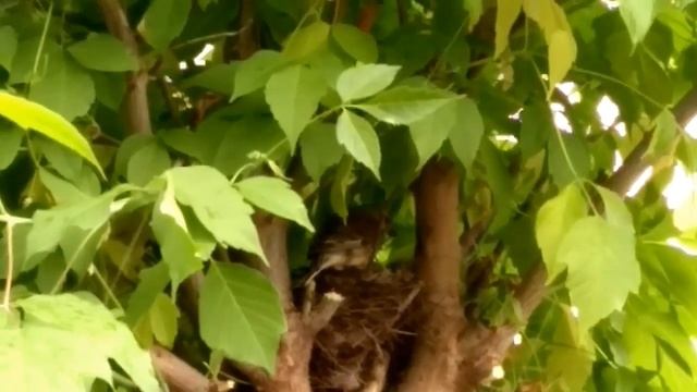 коноплянка в гнезде смотреть онлайн