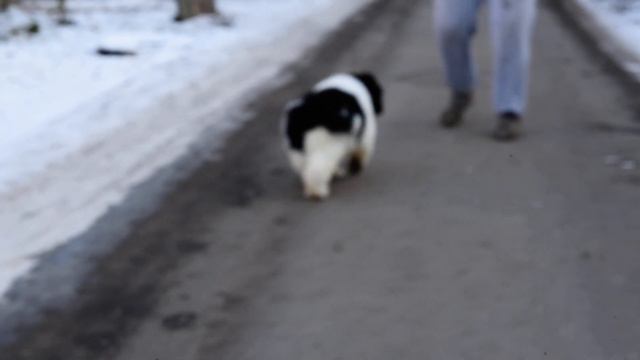 Щенок ньюфаундленда питомника Сент Джонс смотреть онлайн