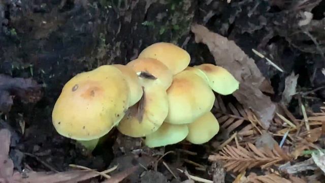 The sulphur tuft mushroom смотреть онлайн