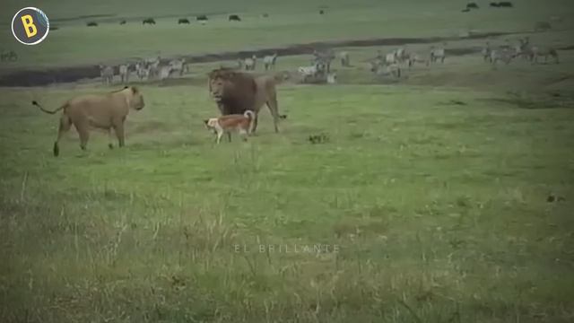 19 Momentos Increiblemente Locos De Perros Bien Dotados Cazando Animales Salvajes смотреть онлайн