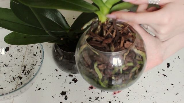 ЦВЕТОЧНЫЙ ВЛОГ: закрытая система для орхидеи и каменный грунт у драцены смотреть онлайн