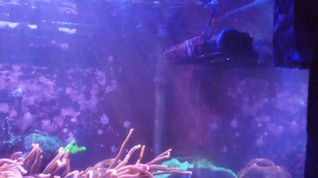 Reef tank ANEMONE doesn't STING corals. смотреть онлайн