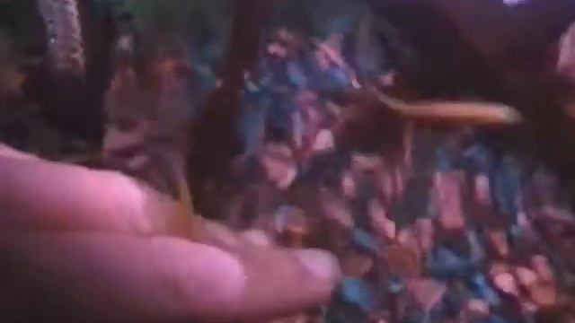 Golden Zebra Danios - playing смотреть онлайн