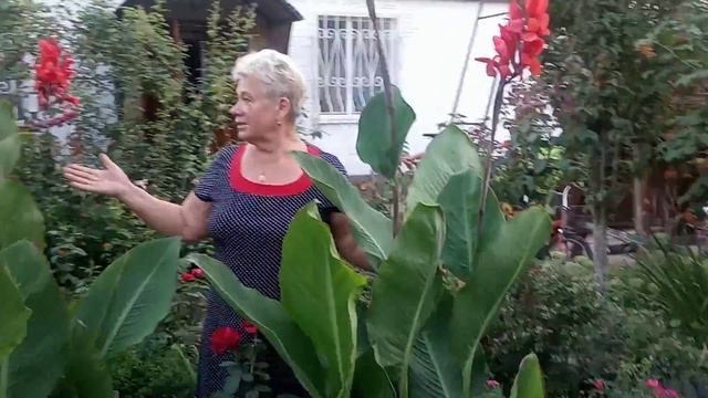 Зацвели Канны.Простые условия для цветения Канн. смотреть онлайн