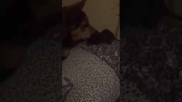 Собака играет с крысолова смотреть онлайн