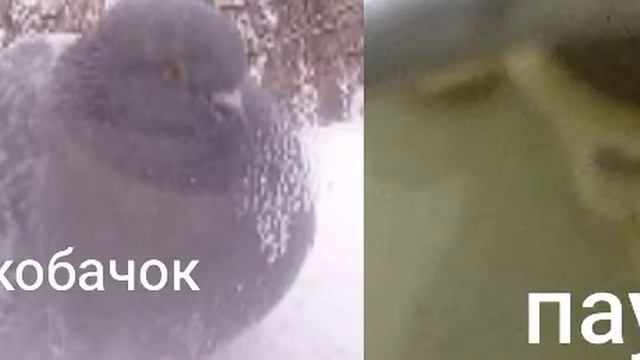 Кобачки смотреть онлайн