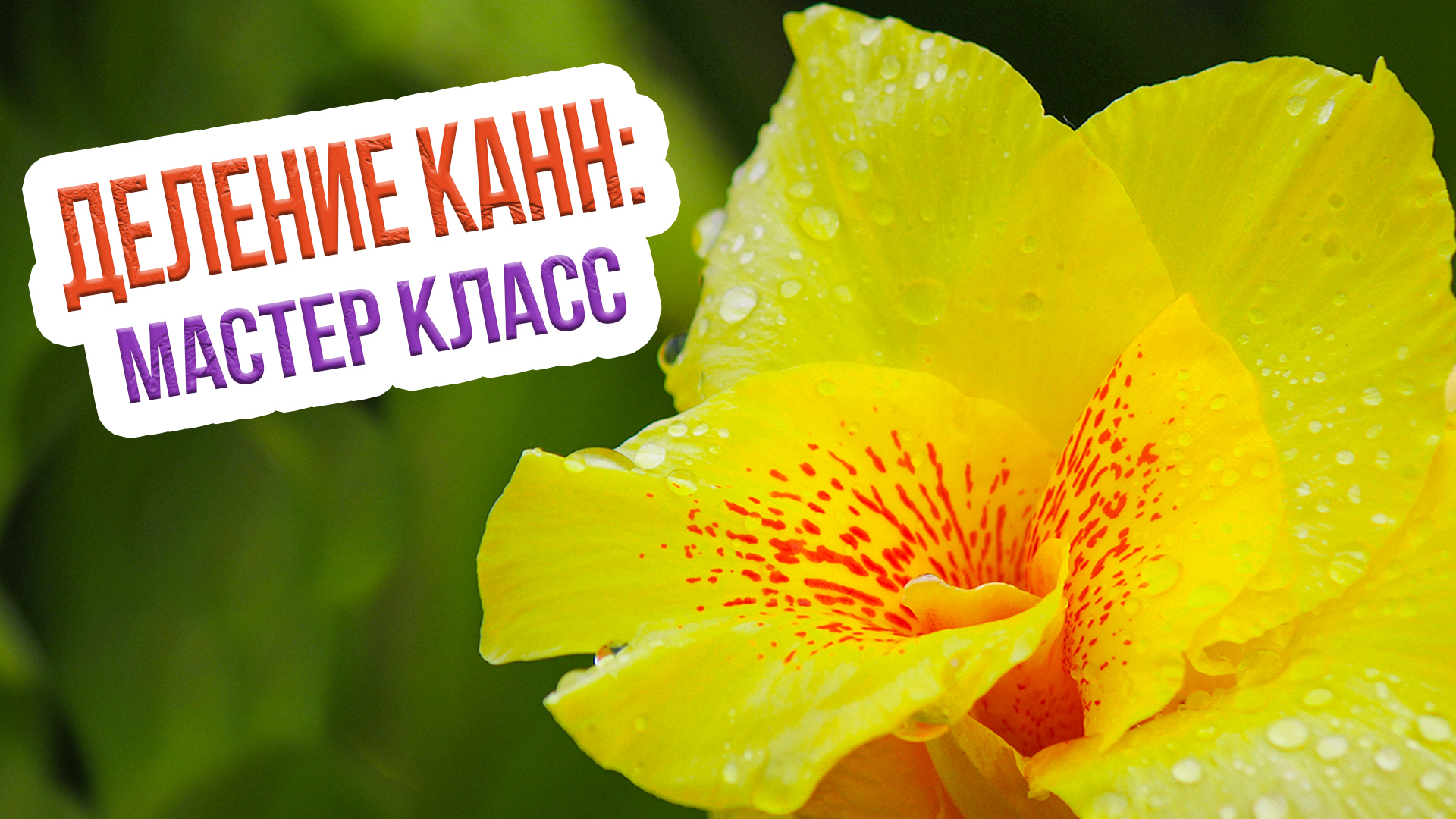 Цветы канны - деление и подготовка к посадке. Посадка канн после зимы смотреть онлайн