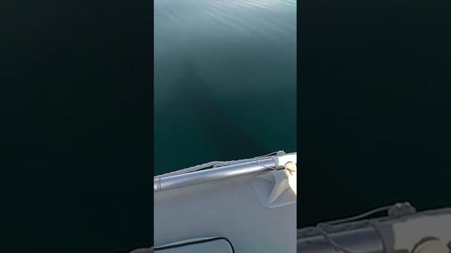 Приключение на рыбалке))) Гремиха! 31.08.2019 смотреть онлайн
