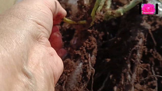 УРА!! ПРИШЛИ САЖЕНЦЫ ОТ МАРИИ ХАРЧЕНКО