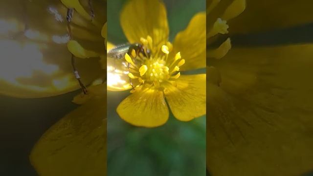 Шпанская мушка или шпанка ясеневая. смотреть онлайн