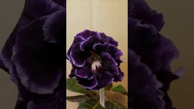Глоксиния ЛТ-Куртизанка. смотреть онлайн