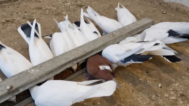 Кормлю голубей и пискун не похожи на других/I Feed The Pigeons And The Little Pigeon