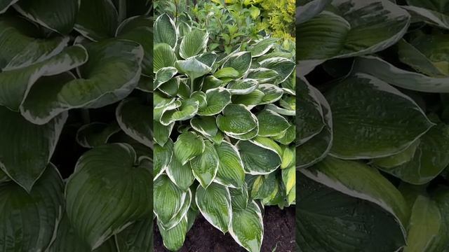 Хоста Франце (hosta francee) сад хост в Бийске. Hosta garden смотреть онлайн