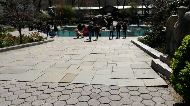 Central park zoo New York смотреть онлайн