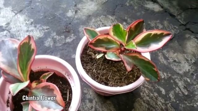 Red Edge Peperomia - Peperomia Clusiifolia Jelly in Indonesia смотреть онлайн