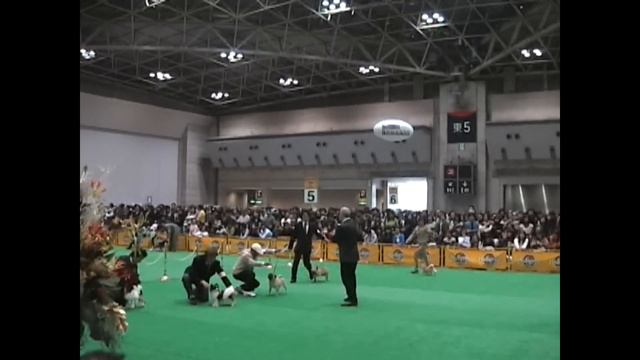 2008 TOKYO FCI INTERNATIONAL DOG SHOW TOY Group *part2 смотреть онлайн