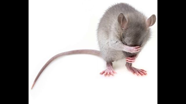 Звук отпугивающий мышей и крыс. Высокочастотный звук смотреть онлайн