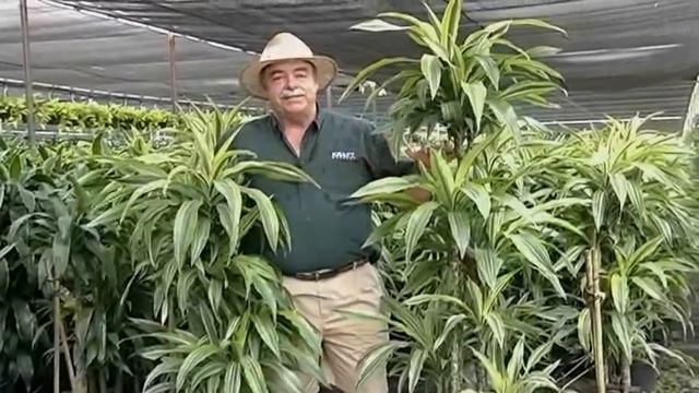 Dracaena Lemon Lime 10-7-13 смотреть онлайн