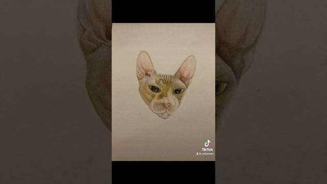 Sphynx named Beerus done with Prismacolor Colored Pencils has found it’s new home! #art #artist #ca смотреть онлайн
