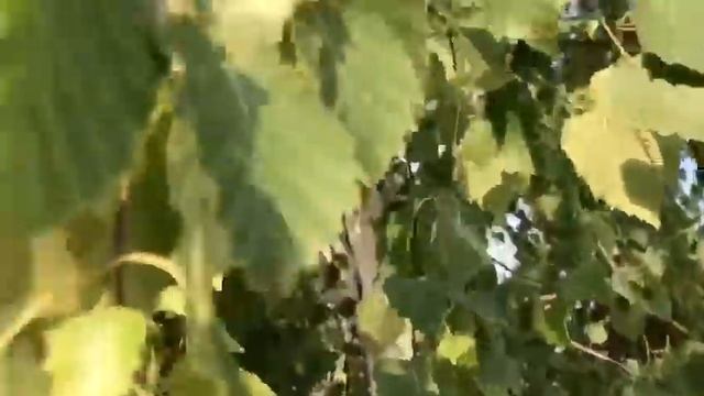 Стихотворение "Кубань родная" #олюбвинародномязыке смотреть онлайн