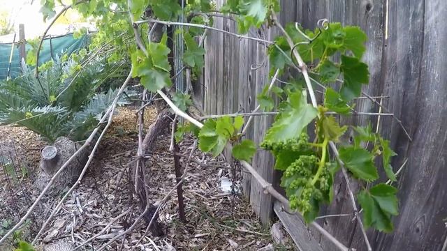 DO THIS To Your Grape Vines NOW If You Want To Grow The LARGEST Bunches Of Grapes!! смотреть онлайн