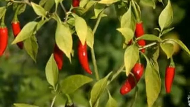 Светодиодное Фито освещение для Растений смотреть онлайн