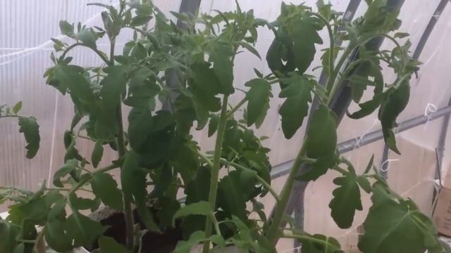 Посеять ВОВРЕМЯ - получить БОЛЬШОЙ урожай! смотреть онлайн