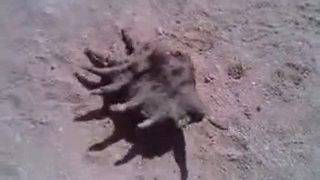 Красное море - Моллюски и их Ракушки/Red Sea - Shellfish and Shellfish смотреть онлайн