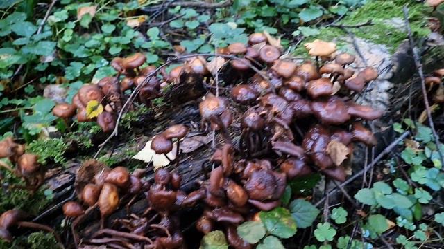 Грибной рай!!! Тихая охота у озера Лесное Сергиев-Посадский район. Август 2024г. #тихаяохота #грибы