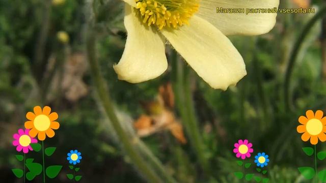 Прострел албанский. Краткий обзор, описание характеристик, где купить pulsatilla albana смотреть онлайн