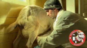 КАК ПРАВИЛЬНО ДОИТЬ. Как правильно доить коз. Ошибки в доении