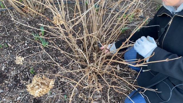 🌱 How to Prune Shrubs and What to Prune now? How to prune Hydrangea? 🌱 смотреть онлайн