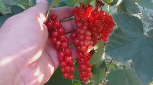 Красная голландская смородина сорт Руднеус