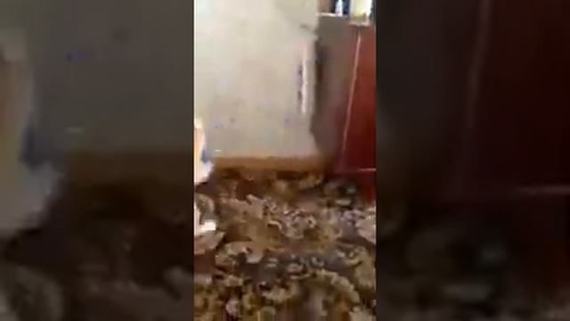 кот милый кот смотреть онлайн