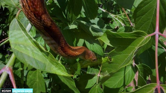 КРАСИВОЕ ЧТЕНИЕ КОРАНА СУРА ЯСИН ДЛЯ ИЗЛЕЧЕНИЕ ОТ ВСЕХ БОЛЕЗНЕЙ! МИШАРИ РАШИД АЛЬ-АФАСИ! смотреть онлайн