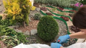 Как стричь тую. Обрезка шаровидной туи. Стрижка Смарагд