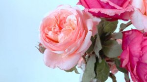 Meilland Roses - Audrey Fleurot - Jean de La Fontaine - Crème de Meilland - Camille Claudel