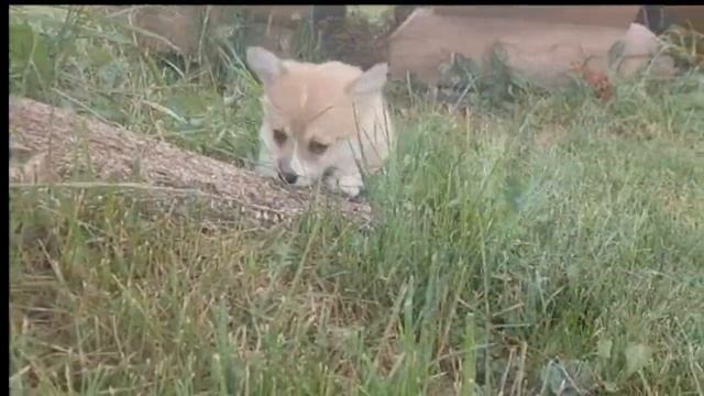 Фрай Винд Ц-помет щенки вельш корги пемброк возраст 45 дней