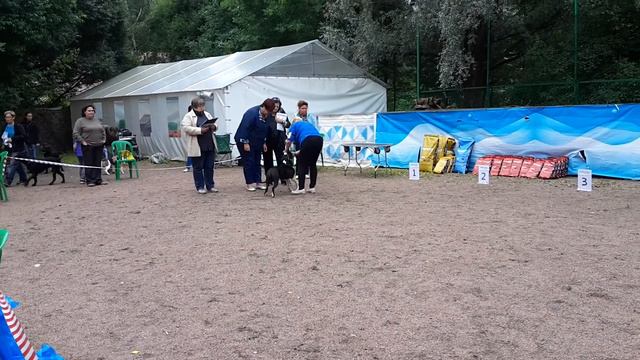 3.09.2017 выставка РОО КФЕС. Ринг Амстаффов. Кобели . класс юниоров. смотреть онлайн